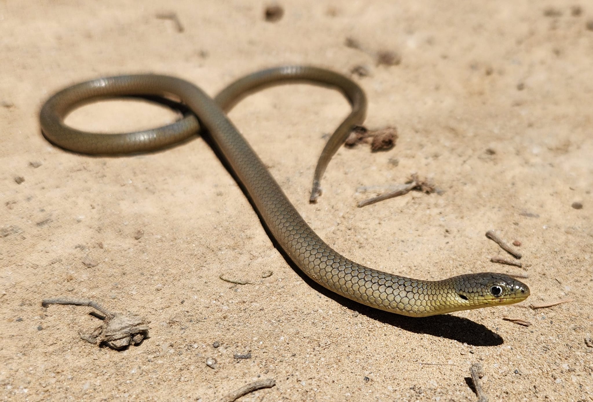 长长的棕色蜥蜴，长着大眼睛，长在沙滩上，看起来像一条棕色幼蛇